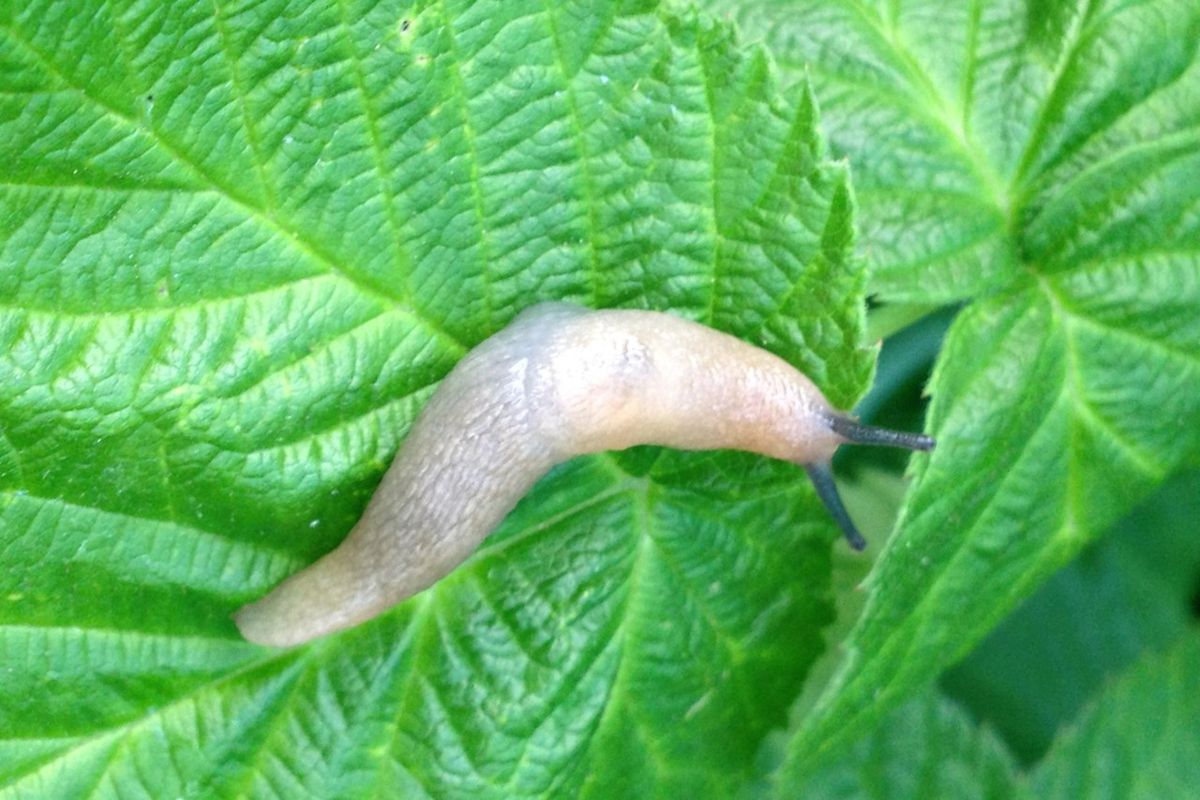 ��������� ����� ������ �� ��������: ��� ������������� �������� ��������� ��� ������