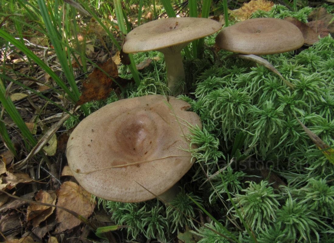 ������� ������������: ����� ����� ��� ������ ����������