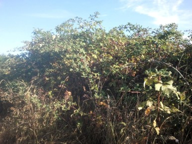 ������ � ��������: ��� ����������� � ���������� ���� ����� �����