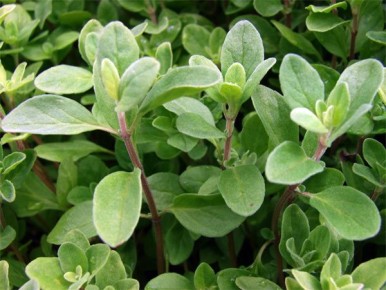 �������: ����� ��������� ����� � ��������� � ��������