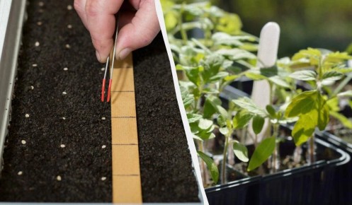 ��� ��������� �������� ����� �������� ��������� �����: ������� ��������� �������