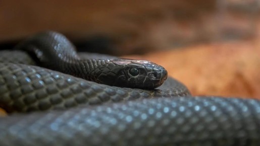 ��� ���� ������� ���������� �������� � ����� ������� �������