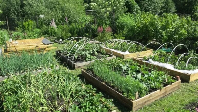 Как природные сигналы помогут вам успеть с весенними посадками