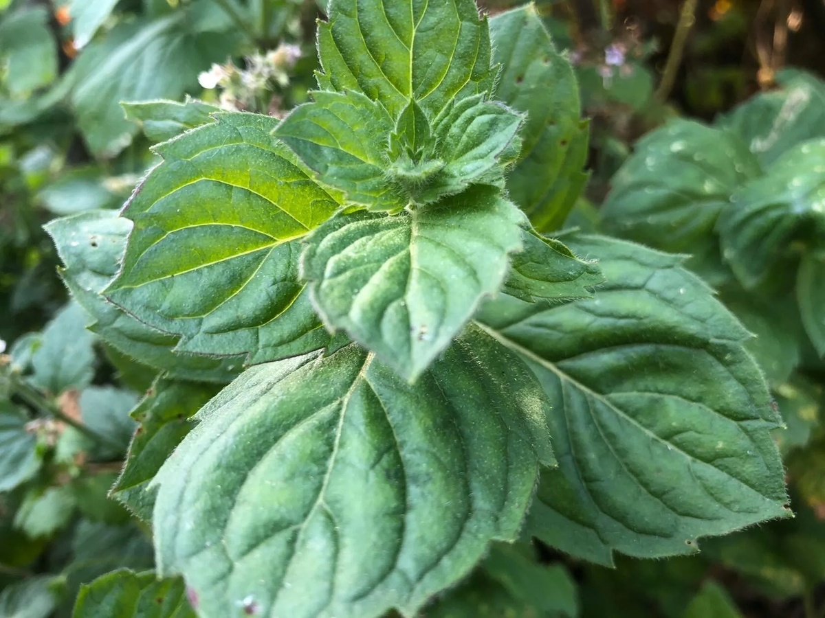 Почему мята может стать вашей худшей ошибкой на огороде