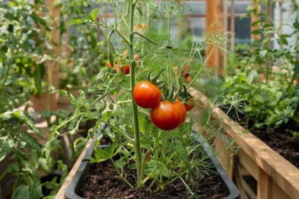 ������ ����� � ������ �� ������ ������ �� �������: �������� ������ ��� ��������