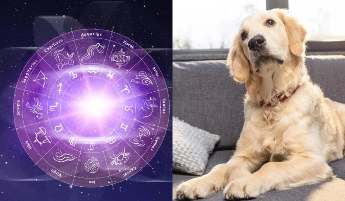 Гороскоп и собаки: узнайте, какая порода подходит вашему знаку Зодиака