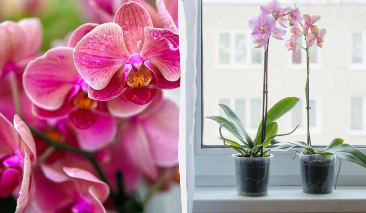 ��� ����� ���������� ������� ������������ ����������: ��������� ���� ������� ����