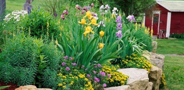 7 распространенных ошибок при уходе за многолетниками: как избежать неудач в саду