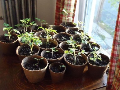 ����������� ����� ��� ������ �������