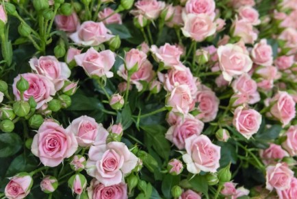 ������ ������� ������ � ���: ��������� ������� � ������ �� �����