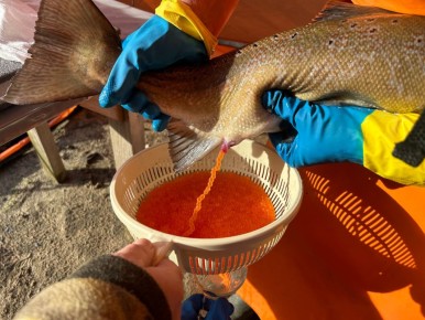 �������� ������� ��� ��������������� ��������� ������ �������������� ������ �� �������� �����������