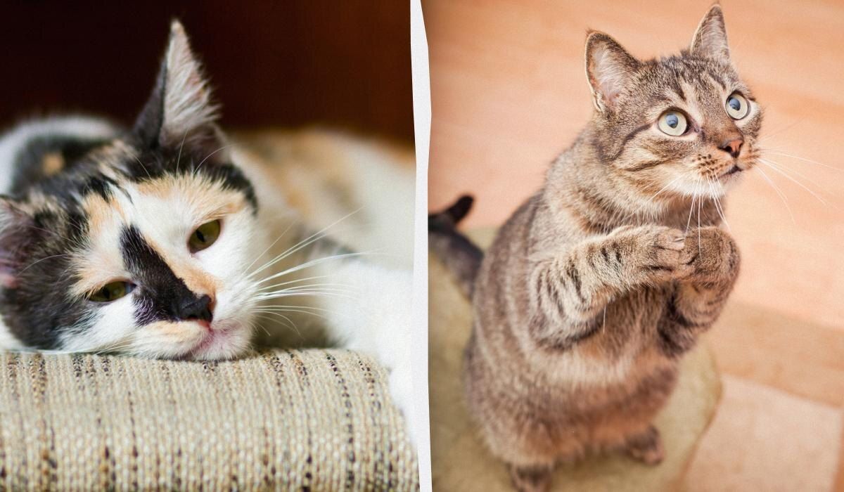 Почему регулярная игра с кошкой важна: ветеринары предупреждают о последствиях бездействия