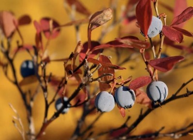 Как правильно подготовить голубику к зиме: секреты успешного мульчирования