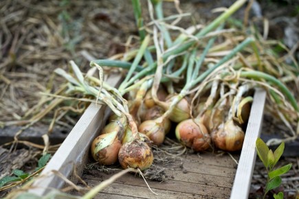 ��� �� ���������� ��������� ������ ��� ����� ���� � ��������� ���� ������