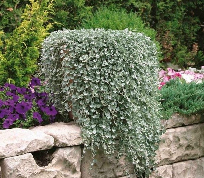 ����������� ��������: ����������� ����������� ������������ ��������