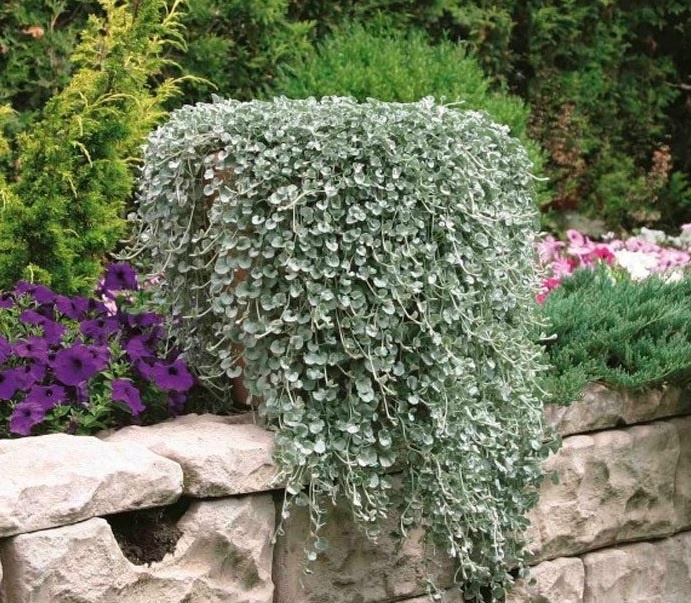 Потрясающая дихондра: выращивание живописного серебристого водопада