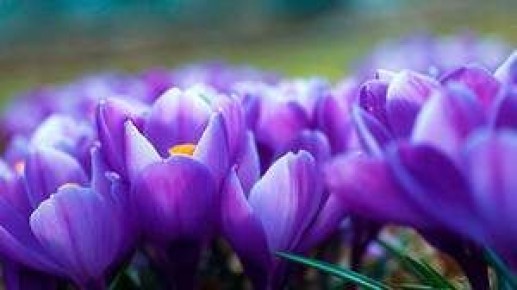 Крокус: Удивительный мир шафрана и его уход