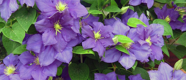 Как грамотно посадить клематис осенью: советы и рекомендации