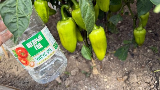 ����� ��� ������: ������� ��������� ������ � ����� ����