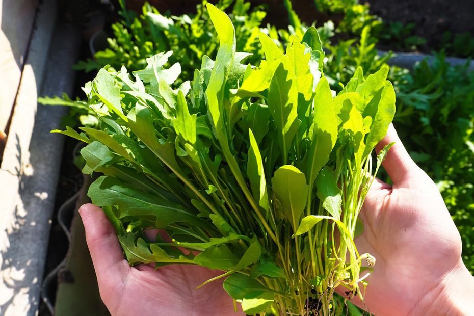 Рукола: зелень для здоровья и кулинарных шедевров