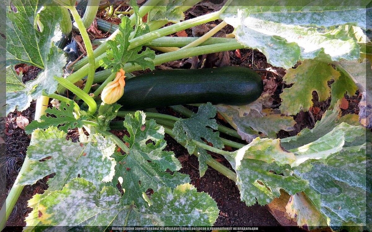 ��� �������� ������� �� ��������� ����: ������ ��� ��������� ������