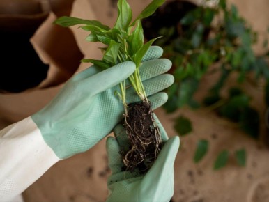 Кризис комнатных растений: как экстренная пересадка помогает спасти любимцев