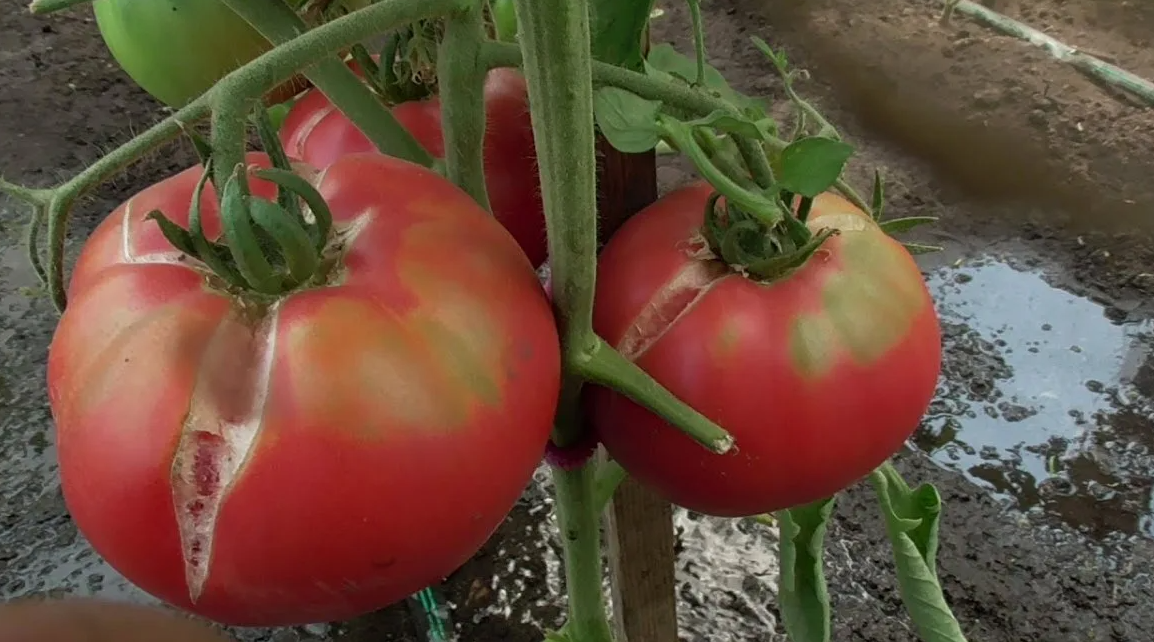 Как избежать трещин на помидорах: советы для огородников
