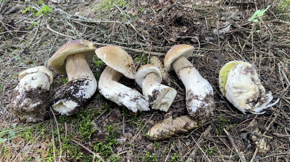 ����� ���������� �������: ���������� ������ �� ���� ����