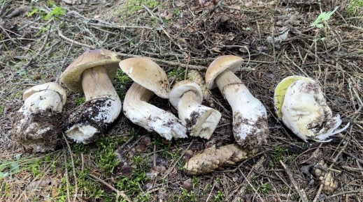 Грибы Смоленской области: кулинарные изыски на фоне жары