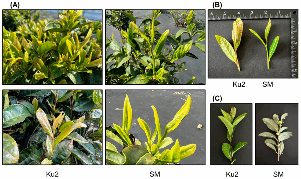 Открытие корейского чая с уникальными листьями