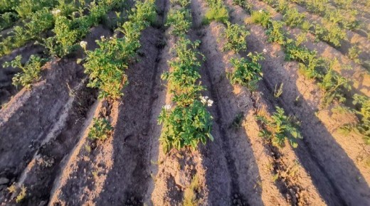 Парша картофеля и здоровье почвы: важные выводы экспертов