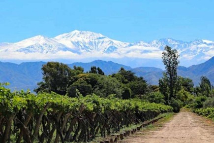 Вино Чили: Погружение в уникальный мир виноделия