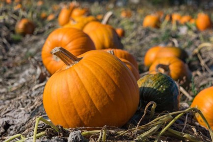 Почему тыква многим не нравится?