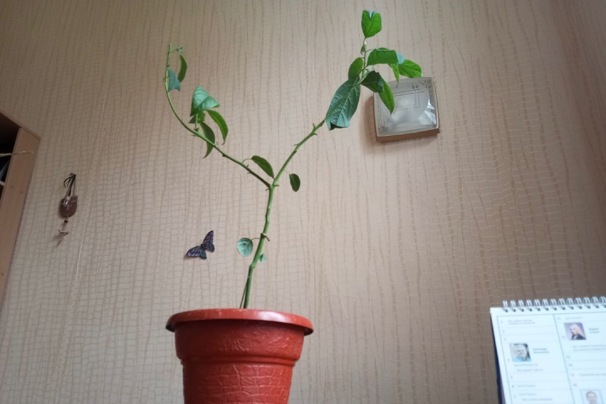 ��� ���������� �������: ������� ��������� �������� ��������