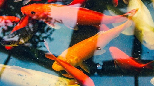 Как приготовить идеальную жареную рыбу всего за 10 минут