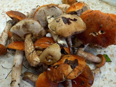 Как весной с легкостью собрать клюкву и отдохнуть на природе