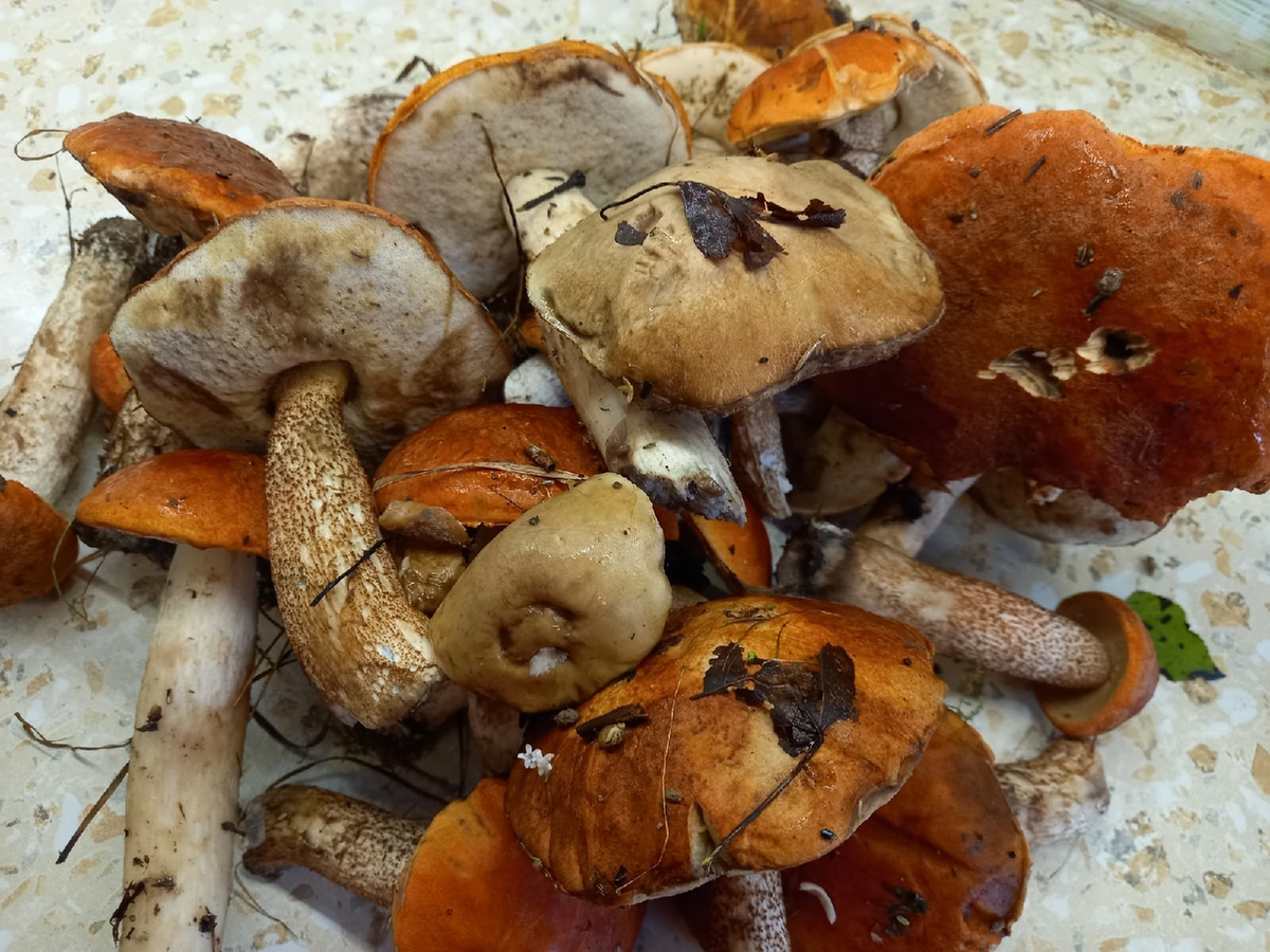 Как весной с легкостью собрать клюкву и отдохнуть на природе