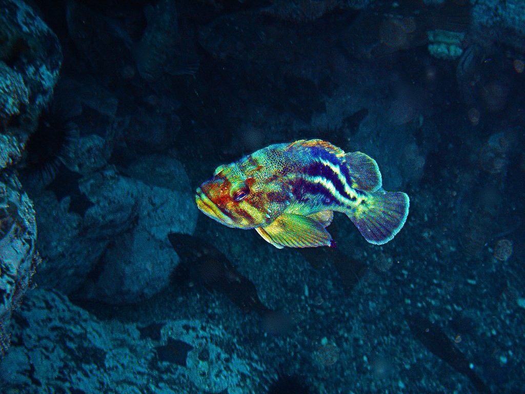 ����������� ������ ������� �����: ����������� ��������� ���������� ������