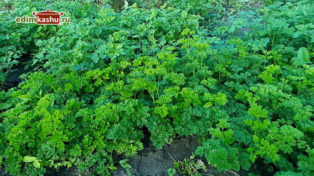 Как сохранить свежесть петрушки на зиму: эффективные способы заготовки