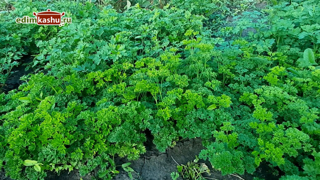 Как сохранить свежесть петрушки на зиму: эффективные способы заготовки