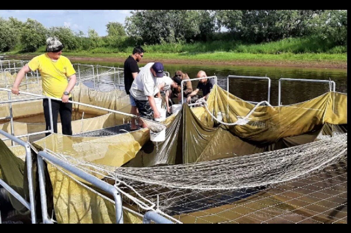 Уникальный метод отслеживания муксуна: новая эра в рыбном хозяйстве Ямала