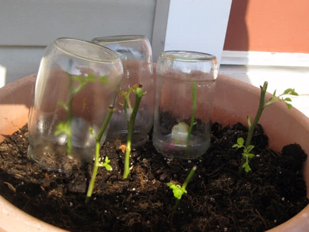 Как укоренить черенки роз в картофеле: простая инструкция