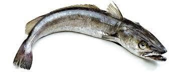 Хек и минтай: Исследуем полезные свойства популярной рыбы