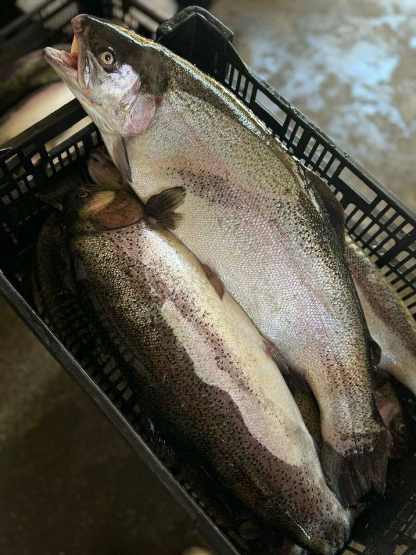 Сочный привоз форели: свежие деликатесы из Осетии по уникальным ценам