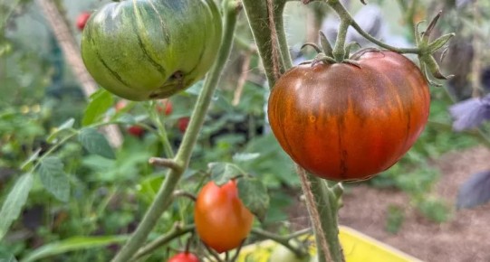 Томатные фавориты сезона: урожай, вкус и эстетика в одном флаконе