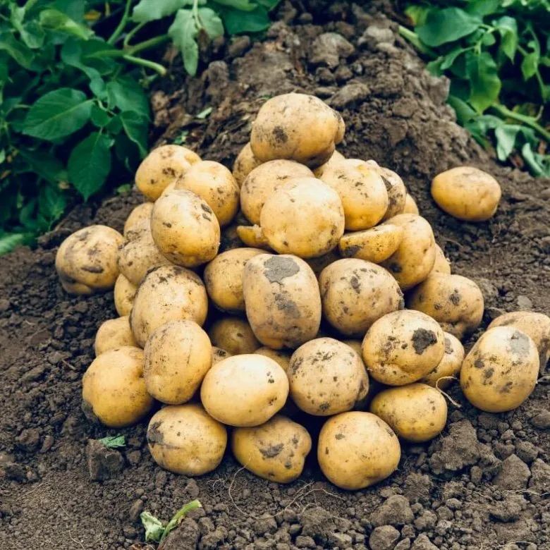 ������� ��������� ������ ���������