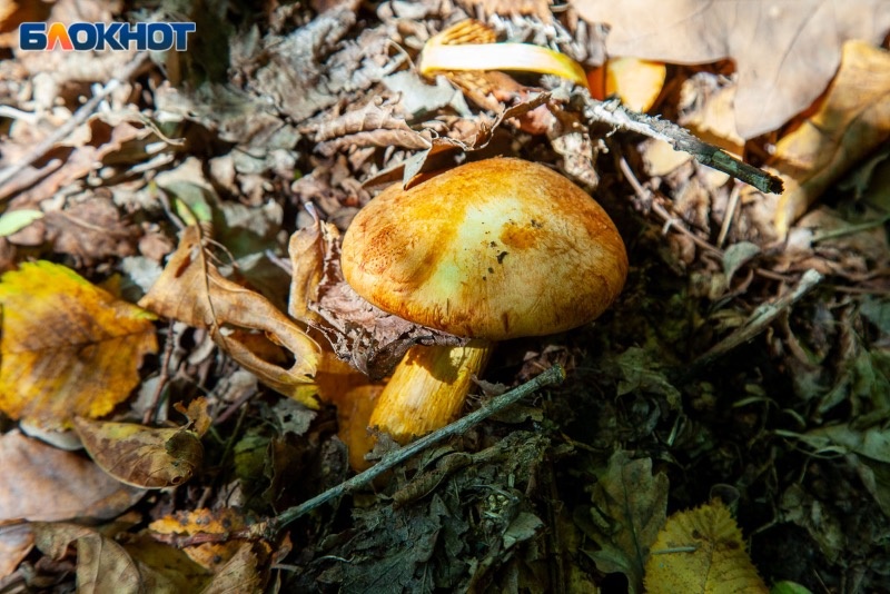 Грибной сезон в Волгограде: как выбрать безопасный улов