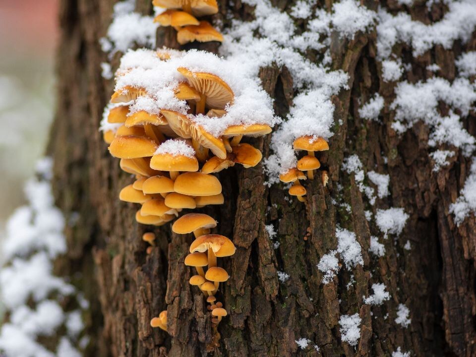 Зимний сбор грибов: какие съедобные виды можно найти под снегом