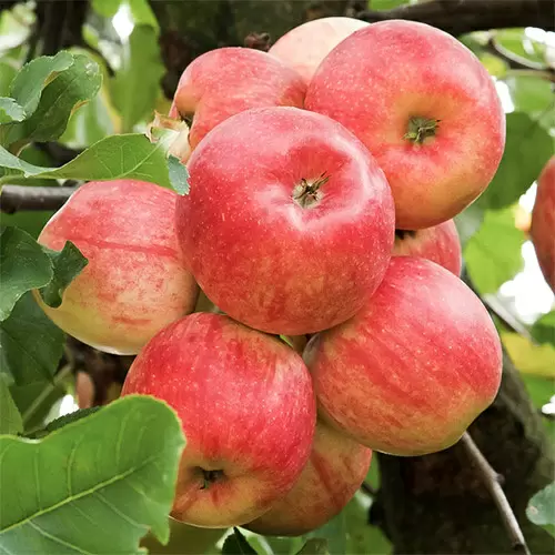 Летнее изобилие: 16 самых раннеспелых сортов яблок для вашего сада