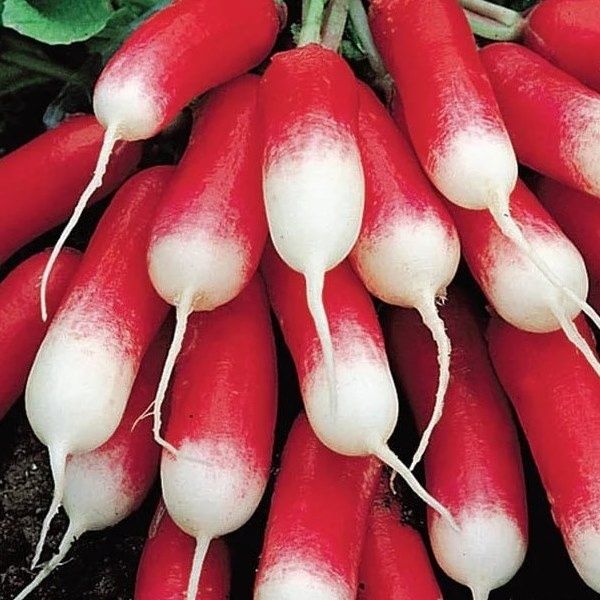 Лучшие сорта редиса для весеннего посева: удивляйте урожаем